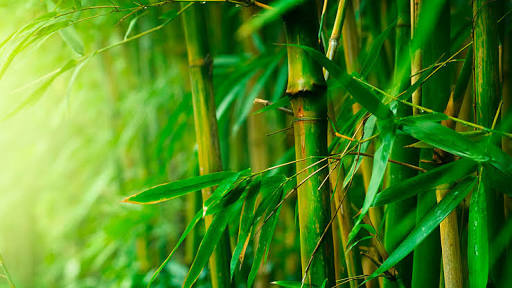 kekuatan-pondasi-bambu