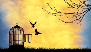 freedom-is-my-life